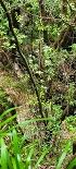Plants: image 33 Of 208 Thumb